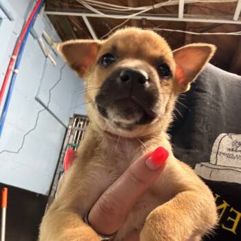 Rescue Mixed Breed Dogs for Adoption in Savannah, Georgia - Service | PetCurious