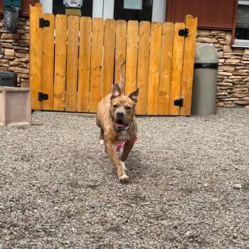 Mixed Breed Dogs Available for Adoption - Dr. Mel King | PetCurious