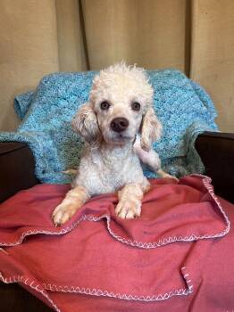 Poodle Dogs Available for Adoption - Stetson Feb 26 | PetCurious