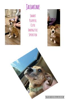 Boxer Dogs Available for Adoption in Corydon, Indiana - Jasmine | PetCurious