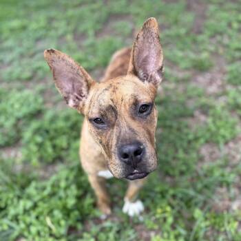 Rescue French Bulldog and Pit Bull Terrier Dogs for Adoption in Lutz, Florida - Jason | PetCurious