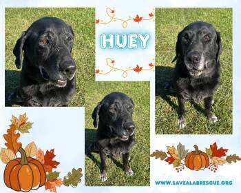 Huey -  Labrador Retriever and Black Labrador Retriever Dog for Adoption in Middletown, Rhode Island - Huey | PetCurious