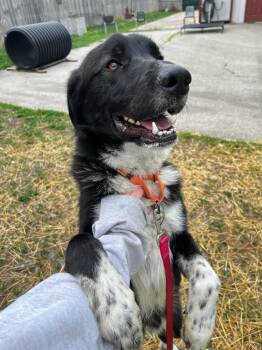Border Collie Dogs Available for Adoption in Lexington, Kentucky - Jackson | PetCurious