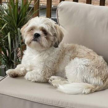 Shih Tzu Dogs Available for Adoption - Simba | PetCurious