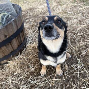 Corgi Dogs Available for Adoption in Agua Dulce, California - Lexi | PetCurious