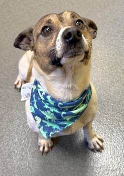 Jack Russell Terrier Dogs Available for Adoption - Duke - Cutie | PetCurious