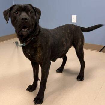 Valerie -  Mastiff and Mixed Breed Dog for Adoption in Grand Junction, Colorado - Valerie | PetCurious