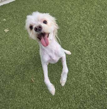 Rescue Wheaten Terrier and Mixed Breed Dogs for Adoption in Grapevine, Texas - Rupert | PetCurious
