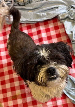 Rescue Shih Tzu Dogs for Adoption in Riverton, Utah - Larsen | PetCurious