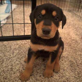 Forest -  Border Collie Dog for Adoption in West Richland, Washington - Forest | PetCurious