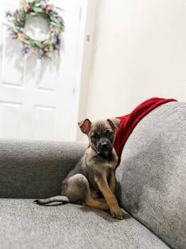 Australian Cattle Dog Blue Heeler Dogs Available for Adoption in Goodyear, Arizona - BANDIT | PetCurious