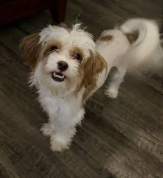 Shih Tzu Dogs Available for Adoption in Lakewood Village, Texas - Daisy | PetCurious