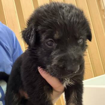 German Shepherd Dog Dogs Available for Adoption in Austin, Texas - Hubble | PetCurious