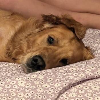 Pluto #7040 -  Golden Retriever Dog for Adoption in Louisville, Kentucky - Pluto #7040 | PetCurious