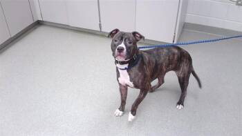 PENNY -  Boxer and Mixed Breed Dog for Adoption in Omaha, Nebraska - PENNY | PetCurious