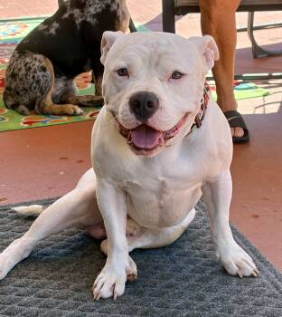 Skelly -  American Bully Dog for Adoption in Concord Farr, Tennessee - Skelly | PetCurious