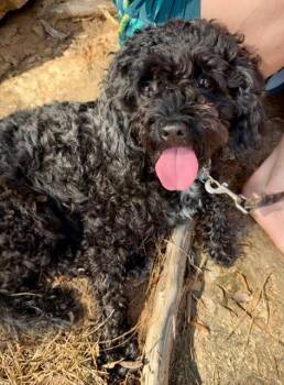 Empress Patty -  Poodle Dog Available for Adoption in Milton, Georgia - Empress Patty | PetCurious