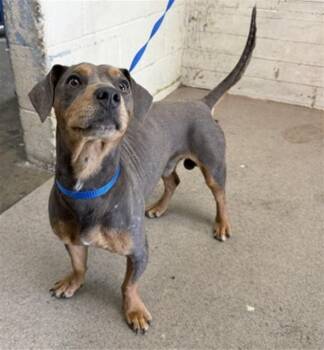 NOODLE -  Dachshund and Pit Bull Terrier Dog for Adoption in San Bernardino, California - NOODLE | PetCurious