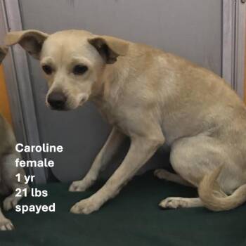 Caroline -  Chihuahua and Mixed Breed Dog for Adoption in San Francisco, California - Caroline | PetCurious