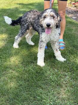 PEYTON -  Bernedoodle Dog for Adoption in Rossford, Ohio - PEYTON | PetCurious