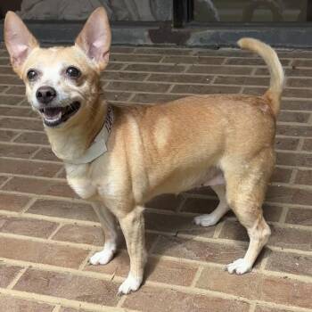 Tempest -  Chihuahua Dog for Adoption in Birmingham, Alabama - Tempest | PetCurious