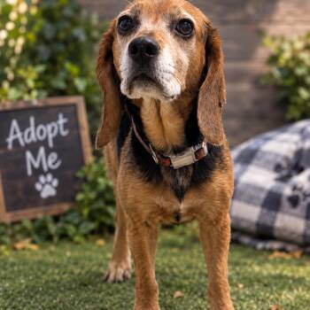 Destiny -  Beagle Dog for Adoption in Henderson, Kentucky - Destiny | PetCurious