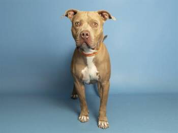 MACK -  Pit Bull Terrier Dog for Adoption in Phoenix, Arizona - MACK | PetCurious