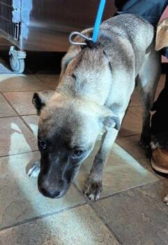 61593475 -  Mixed Breed Dog for Adoption in El Paso, Texas - 61593475 | PetCurious