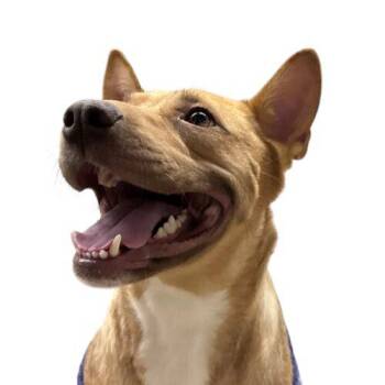 Shepherd and Mixed Breed Dogs Available for Adoption - Lilly | PetCurious