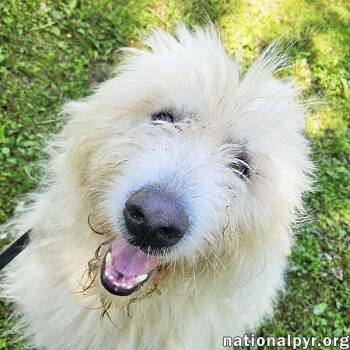 Rescue Great Pyrenees Dogs for Adoption in Beacon, New York - Roamer In NJ - Loves Pets & Affection! | PetCurious