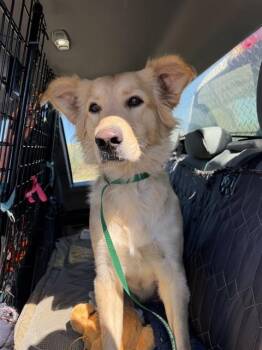 VELMA -  Golden Retriever and Border Collie Dog for Adoption in Casper, Wyoming - VELMA | PetCurious