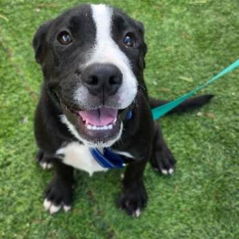 Lightning -  Pit Bull Terrier and Mixed Breed Dog for Adoption in Fort Collins, Colorado - Lightning | PetCurious