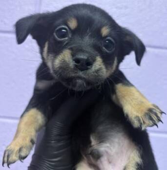 61230842 -  Mixed Breed Dog for Adoption in El Paso, Texas - 61230842 | PetCurious