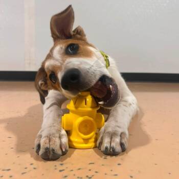 WIllie -  Mixed Breed Dog for Adoption in Pembroke, Massachusetts - WIllie | PetCurious