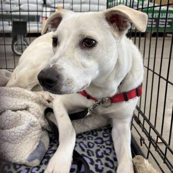 Kasper -  Mixed Breed Dog for Adoption in Coldwater, Michigan - Kasper | PetCurious