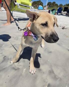Trouble -  Shepherd Dog for Adoption in Tallahassee, Florida - Trouble | PetCurious