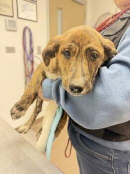 Hattie -  Hound and Mixed Breed Dog Available for Adoption in South Bend, Indiana - Hattie | PetCurious
