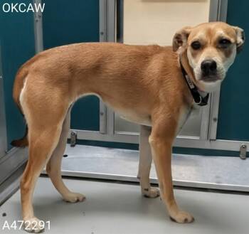Terrier and Mixed Breed Dogs Available for Adoption in Oklahoma City, Oklahoma - ANNIE | PetCurious