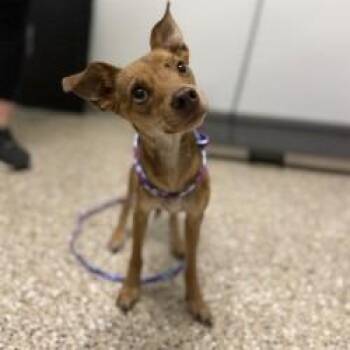 DOG 08/13/2026 -  Chihuahua and Mixed Breed Dog for Adoption in Bullhead City, Arizona - DOG 08/13/2026 | PetCurious
