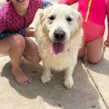 John Wayne -  Golden Retriever Dog for Adoption in Campton Hills, Illinois - John Wayne | PetCurious