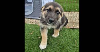 Great Pyrenees and German Shepherd Dog Dogs Available for Adoption - Bettys Barkery: Strudel | PetCurious