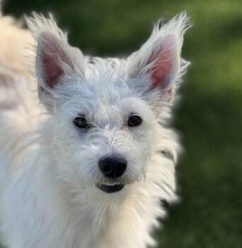 Rescue West Highland White Terrier Westie Dogs for Adoption in Hondo, Texas - Clover - Beautiful Westie Mix | PetCurious