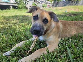 Rescue German Shepherd Dog Dogs for Adoption in Panama City, Florida - Libby | PetCurious
