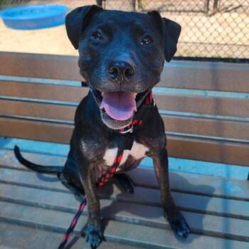 Rescue Pit Bull Terrier Dogs for Adoption in Philadelphia, Pennsylvania - Rue | PetCurious