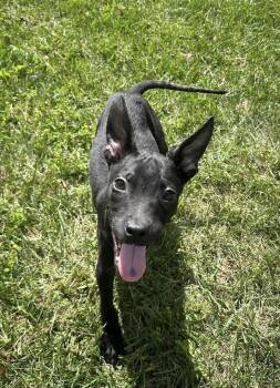 Shock G -  Terrier Dog for Adoption in Germantown, Ohio - Shock G | PetCurious