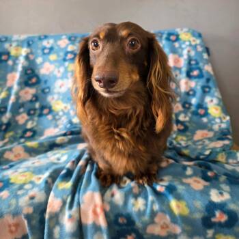 Dachshund Dogs Available for Adoption - Oscar | PetCurious
