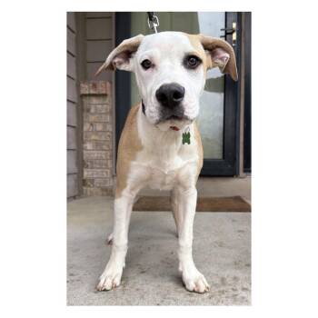 Hemlock -  Pit Bull Terrier and American Staffordshire Terrier Dog for Adoption in Minneapolis, Minnesota - Hemlock | PetCurious