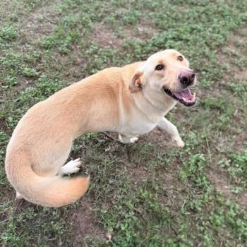 Labrador Retriever and Shepherd Dogs Available for Adoption in Carencro, Louisiana - Sharpay | PetCurious