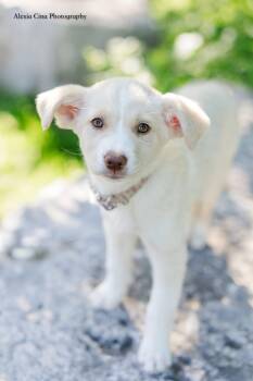 Pandora -  Labrador Retriever and Husky Dog for Adoption in Drumbo, Ontario - Pandora | PetCurious