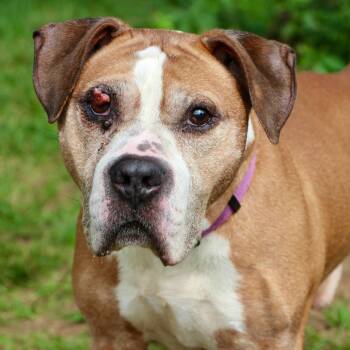 Lloyd -  Mixed Breed Dog for Adoption in Allentown, Pennsylvania - Lloyd | PetCurious
